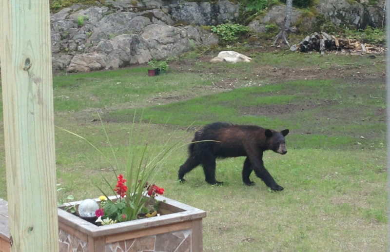 This bear visited the Thayer family on Mossy Drive in Wiscasset on June 13. Courtesy of Cheryl Thayer and Chelsey Thayer